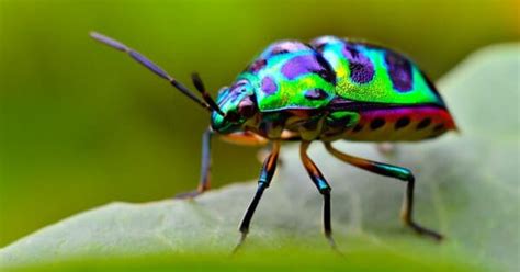 The 9 Most Colorful Beetles In The World - IMP WORLD