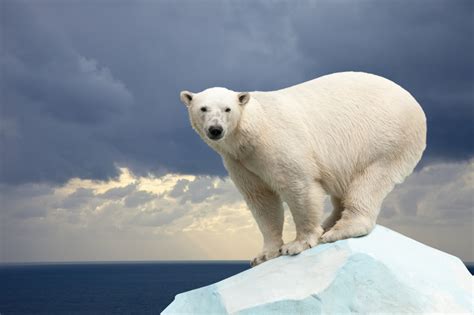 Niedźwiedź polarny gatunek narażony naukaoklimacie pl