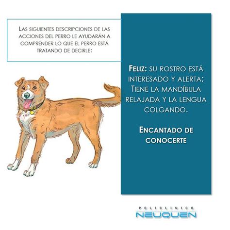 Mordeduras de Perros Policlínico Neuquén