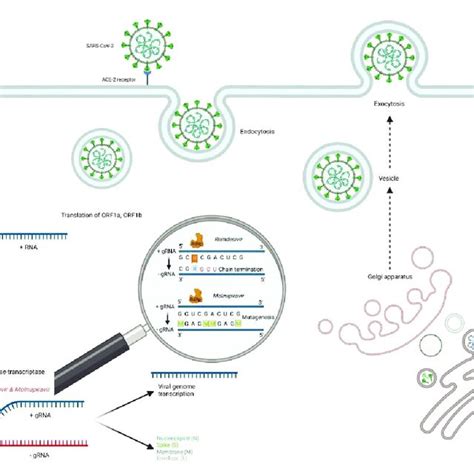 Three Stages Of Crisprcas13d A Cas13dcrispr Rna Cas13dcrrna Download Scientific Diagram