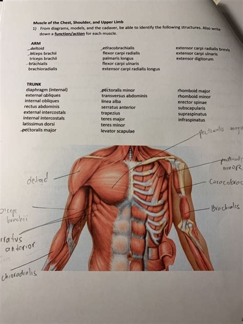 Solved Muscle Of The Chest Shoulder And Upper Limb From Chegg