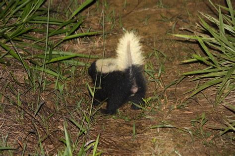 Striped Hognosed Skunk Stock Photo - Download Image Now - Animal, Animal Themes, Animal Wildlife ...