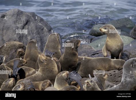 Na Usa Alaska St Paul Island Northern Fur Seals Callorhinus