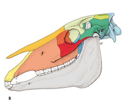 Horse Skull Diagram Quizlet