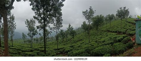 689 Ooty Tea Gardens Images, Stock Photos & Vectors | Shutterstock