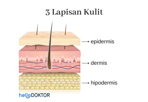 Fungsi Kulit & Struktur Kulit, Apa Yang Individu Perlu Tahu Tentangnya?