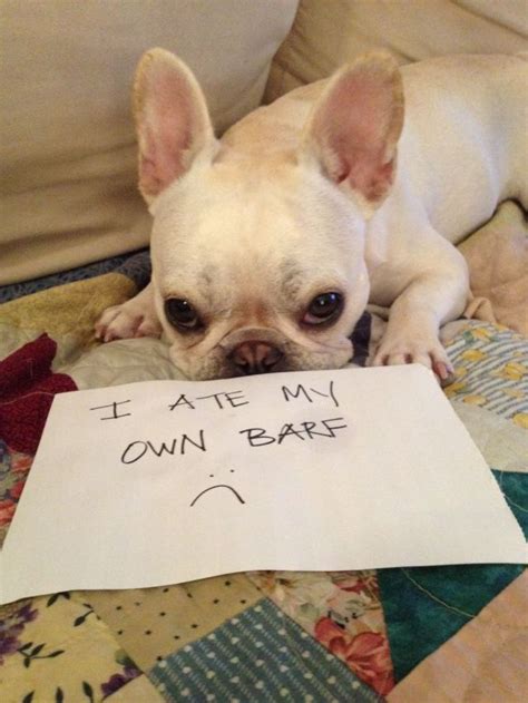 Bad Dogs Publicly Shamed 45 Pics