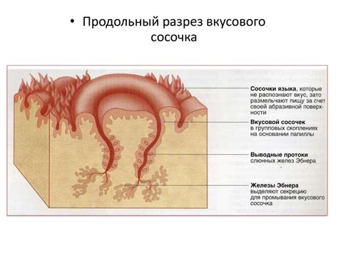 Пищеварение в ротовой полости - презентация онлайн