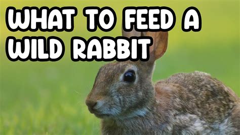 Feeding Wild Rabbits What You Need To Know YouTube