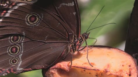 La Casa de las Mariposas encuentra su baluarte en la amazonía peruana