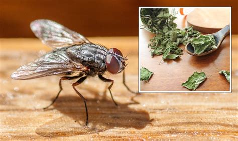 Pests ‘natural And Effective Ways To Repel Flies With Scents