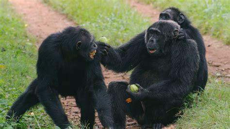 Why Do Apes Make Gestures? - The New York Times