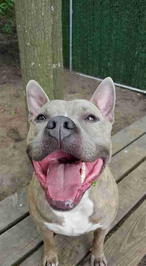 Pit Bull With Sweetest Smile Seeks A Forever Home The Barking Blog