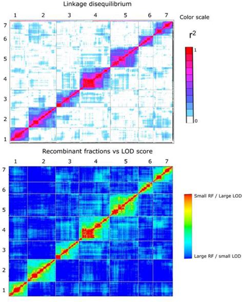 Heat Map At The Top Represents Linkage Disequilibrium Plot Pairwise