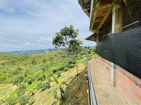 Venta De Finca Productora En San Roque Antioquia Cop