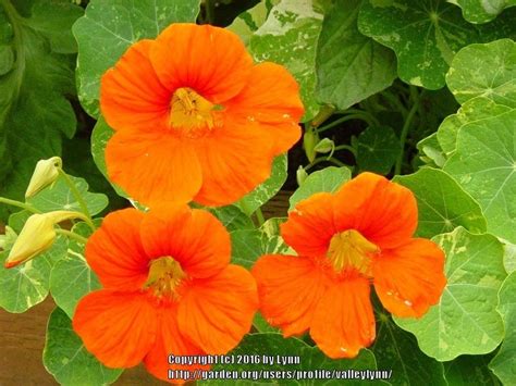 Garden Nasturtiums: Plant Care and Collection of Varieties - Garden.org