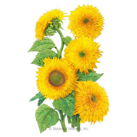 Teddy Bear Dwarf Sunflower Seeds , Flowers: Botanical Interests