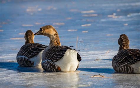 Staring Goose Stock Image Image Of Goose Birds Wildlife 31449751