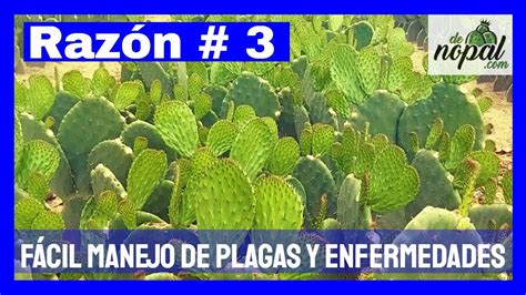 El Cultivo De NOPAL Es SENCILLO Resistente Y Bondadoso YouTube