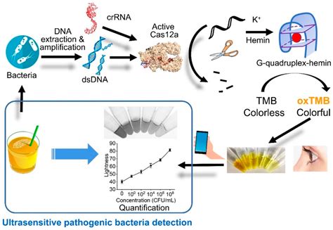 Recent Advances In Crisprcas System Based Biosensors For The Detection Of Foodborne Pathogenic