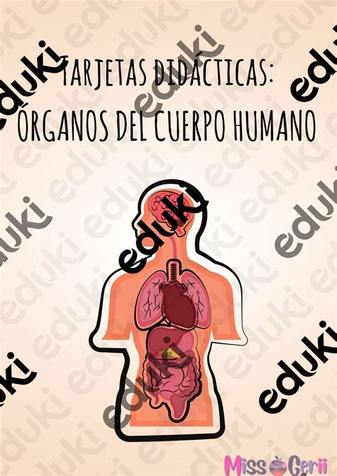 Tarjetas Did Cticas Rganos Del Cuerpo Humano Material De La