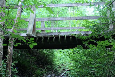 Free Images Water Forest Trail Green Jungle Rainforest Rope