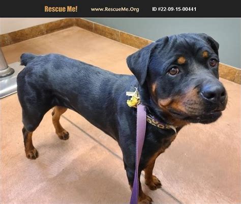 Adopt 22091500441 ~ Rottweiler Rescue ~ Gilbert Az