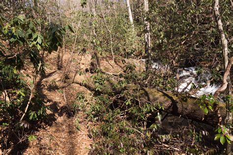 Downed Tree Along Trail 1 MarksPhotoTravels Flickr