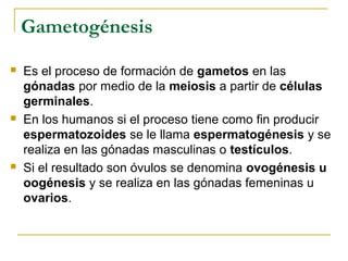 Gametogenesis Ppt