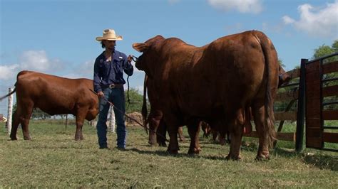 Brangus Rojo Brangus Negro MBJ Ranch Campo Mundo Del Campo YouTube