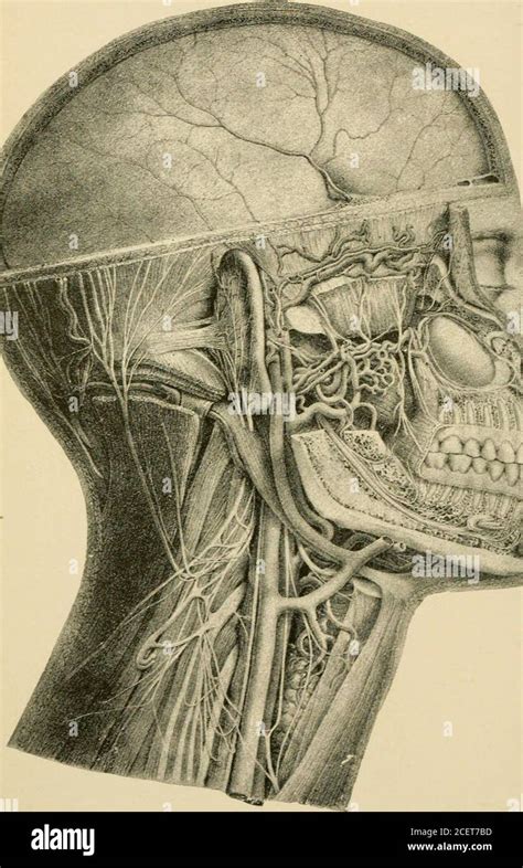 Les bases de la physiologie arrangées sous forme de questions et