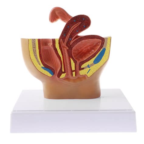 Buy 1 2 Sagittal Section Of Human Female Pelvis Cavity Organs Of