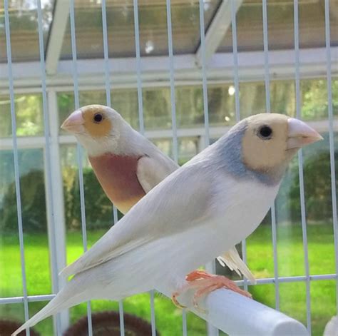 Wholesale Two Silver Gouldian Finch Male Female Fly Babies Aviary