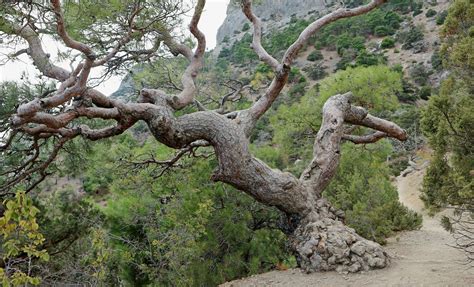 Сосна (Pinus pityusa) причудливой... - Караул-Оба - Ландшафты и ...