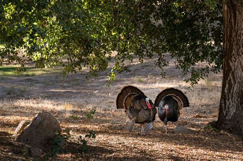 What Do Wild Turkeys Eat? and Other Interesting Things About the Game Bird - Wide Open Spaces