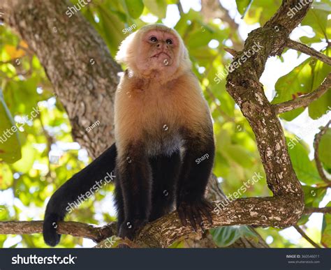 Capuchin Monkey Trees Stock Photo 360546011 | Shutterstock