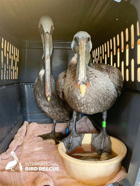 Surge Of Starving Injured Brown Pelicans Filling Bird Rescues