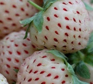 Strawberry Tree Seeds / Rare Colors 100 seeds – Slim Wallet Company