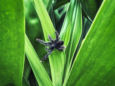 150+ Spider Tarantula Amazon Rainforest Rainforest Stock Photos ...