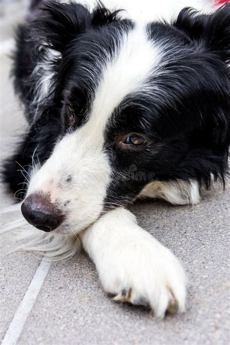 Sad Border Collie Stock Photo Image Of Canine Cute 44408214