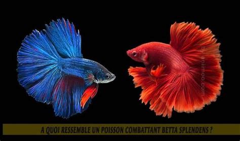 A Quoi Ressemble Un Poisson Combattant Betta Splendens