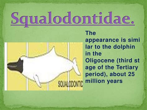 Evolution Of The Dolphin Ppt Download