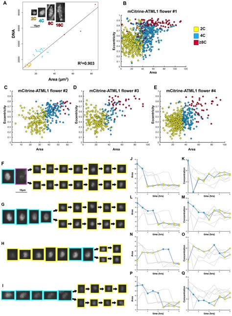 Figures And Data In Fluctuations Of The Transcription Factor Atml