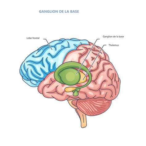 Ganglion de la base définition un rôle dans Parkinson