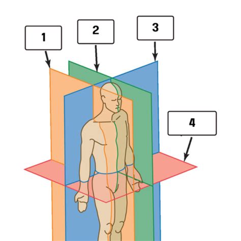 M1 Lab 1 The Language Of Anatomy Flashcards Quizlet