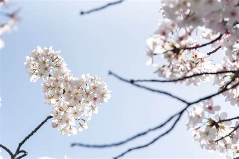 見上げて歩く、桜さんぽ。枚方のおすすめお花見スポット・桜の名所2024【枚方まとめ】 大阪府枚方市の観光情報誌『ひらいろ』