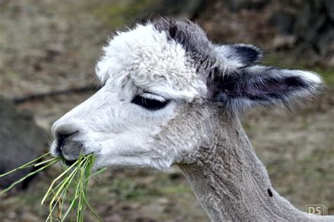 Amerika Tierpark Limbach Oberfrohna War Vor In Paar Tagen Flickr