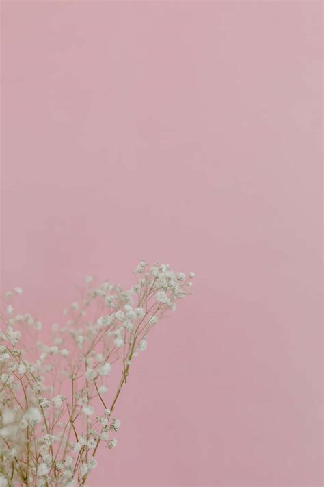 [100+] Aesthetic Baby Pink Wallpapers | Wallpapers.com