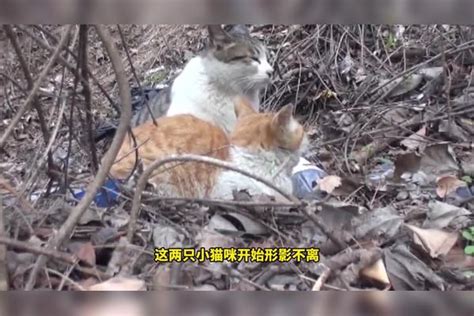 小猫咪下肢瘫痪，同伴守在身边不离不弃，两猫艰难生活令人揪心同伴下肢生活