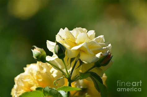 Pastel Yellow Roses Photograph by DejaVu Designs